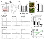 Vimentin Antibody in Immunocytochemistry (ICC/IF)