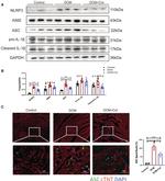 PYCARD Antibody in Immunohistochemistry (IHC)