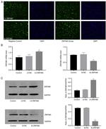 ZNF580 Antibody in Western Blot (WB)