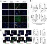 CRY1 Antibody in Immunohistochemistry (Paraffin) (IHC (P))