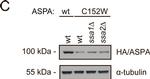 Rat IgG (H+L) Secondary Antibody in Western Blot (WB)