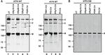 Mouse IgG (H+L) Highly Cross-Adsorbed Secondary Antibody in Western Blot (WB)