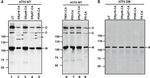 Mouse IgG (H+L) Highly Cross-Adsorbed Secondary Antibody in Western Blot (WB)