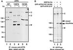 Rabbit IgG (H+L) Secondary Antibody in Western Blot (WB)