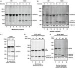 Rabbit IgG (H+L) Secondary Antibody in Western Blot (WB)