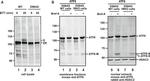Rabbit IgG (H+L) Secondary Antibody in Western Blot (WB)