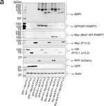 Mouse IgG (H+L) Secondary Antibody in Western Blot (WB)