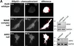 Rabbit IgG (H+L) Cross-Adsorbed Secondary Antibody in Western Blot (WB)