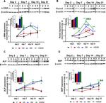 Goat IgG (H+L) Secondary Antibody in Western Blot (WB)