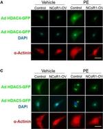 Mouse IgG (H+L) Cross-Adsorbed Secondary Antibody in Immunocytochemistry (ICC/IF)
