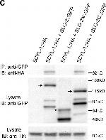 Mouse IgG (H+L) Secondary Antibody in Western Blot (WB)