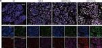 Mouse IgG (H+L) Cross-Adsorbed Secondary Antibody in Immunocytochemistry (ICC/IF)