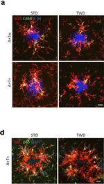 Rabbit IgG (H+L) Highly Cross-Adsorbed Secondary Antibody in Immunohistochemistry (Frozen) (IHC (F))