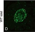 Chicken IgY (H+L) Secondary Antibody in Immunocytochemistry (ICC/IF)