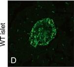 Chicken IgY (H+L) Secondary Antibody in Immunocytochemistry (ICC/IF)