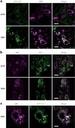 GFP Antibody in Immunohistochemistry (Frozen) (IHC (F))