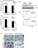 F4/80 Antibody in Flow Cytometry (Flow)