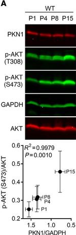 Mouse IgG (H+L) Cross-Adsorbed Secondary Antibody in Western Blot (WB)