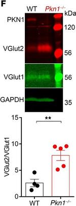 Mouse IgG (H+L) Cross-Adsorbed Secondary Antibody in Western Blot (WB)