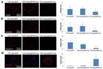 Claudin 5 Antibody in Immunohistochemistry (IHC)