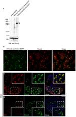 GFP Antibody in Immunocytochemistry (ICC/IF)