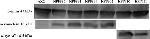 Rabbit IgG (H+L) Cross-Adsorbed Secondary Antibody in Western Blot (WB)