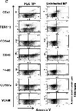 Mouse IgG (H+L) Secondary Antibody in Flow Cytometry (Flow)