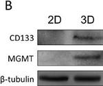 Rabbit IgG (H+L) Secondary Antibody in Western Blot (WB)