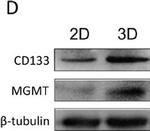 Rabbit IgG (H+L) Secondary Antibody in Western Blot (WB)