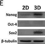 Rabbit IgG (H+L) Secondary Antibody in Western Blot (WB)