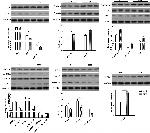 Mouse IgG (H+L) Secondary Antibody in Western Blot (WB)