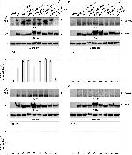 Mouse IgG, IgM (H+L) Cross-Adsorbed Secondary Antibody in Western Blot (WB)