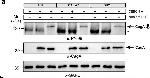 Mouse IgG, IgM (H+L) Cross-Adsorbed Secondary Antibody in Western Blot (WB)