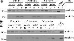Mouse IgG (H+L) Secondary Antibody in Western Blot (WB)