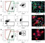 CD45 Antibody in Flow Cytometry (Flow)