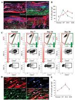 CD45 Antibody in Flow Cytometry (Flow)