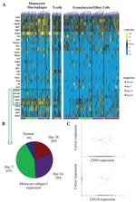 CD45 Antibody in Flow Cytometry (Flow)