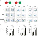 CD309 (FLK1) Antibody in Flow Cytometry (Flow)