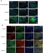 Mouse IgG (H+L) Cross-Adsorbed Secondary Antibody in Immunocytochemistry (ICC/IF)