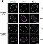 Mouse IgG1 Cross-Adsorbed Secondary Antibody in Immunocytochemistry (ICC/IF)