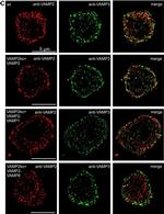 Mouse IgG (H+L) Cross-Adsorbed Secondary Antibody in Immunocytochemistry (ICC/IF)
