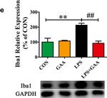 Goat IgG (H+L) Secondary Antibody in Western Blot (WB)