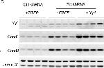 Rabbit IgG (H+L) Highly Cross-Adsorbed Secondary Antibody in Western Blot (WB)