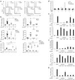 F4/80 Antibody in Flow Cytometry (Flow)