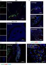 Rat IgG (H+L) Cross-Adsorbed Secondary Antibody in Immunohistochemistry (IHC)