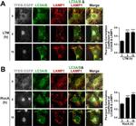 Rat IgG (H+L) Cross-Adsorbed Secondary Antibody in Immunocytochemistry (ICC/IF)