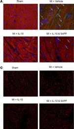 Goat IgG (H+L) Cross-Adsorbed Secondary Antibody in Immunohistochemistry (Paraffin) (IHC (P))