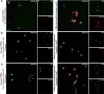 Mouse IgG (H+L) Cross-Adsorbed Secondary Antibody in Immunocytochemistry (ICC/IF)