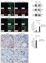 F4/80 Antibody in Immunohistochemistry, Immunocytochemistry (IHC, ICC/IF)