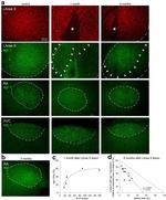 HuC/HuD Antibody in Immunohistochemistry (IHC)
